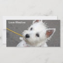 Buscar westie fotografía Perro