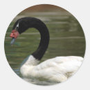 Buscar cisne negro pegatinas Blanco