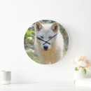 Buscar lobo relojes de pared Fotografía de naturaleza