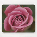 Buscar perfección rosada Flor