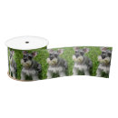 Buscar schnauzer cintas Perro