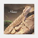 Buscar lizard imanes Animal