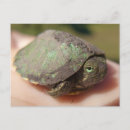Buscar hatchling Bebé