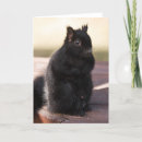 Buscar ardilla negra tarjetas Negro