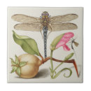 Buscar claveles azulejos Naturaleza