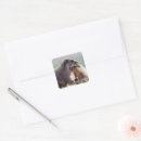 Buscar marmota pegatinas Animales