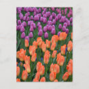 Buscar tulipanes púrpuras postales Para todos