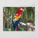 Buscar loro azul tarjetas Rojo