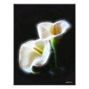Buscar lirios de cala posters Floral