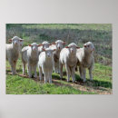 Buscar cordero posters Animal de granja
