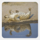 Buscar pardus pegatinas Horizontal