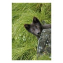 Buscar zorro ártico posters Salvaje