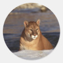 Buscar cougar pegatinas Vida silvestre