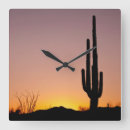 Buscar cactus relojes de pared Fotografía