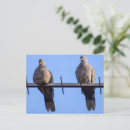 Buscar palomas collares Para todos