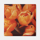 Buscar tulipanes imanes Amsterdam