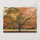Buscar árbol de halloween postales Hojas