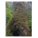 Buscar abeto libretas Naturaleza