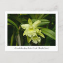 Buscar orquídeas verdes postales Flores
