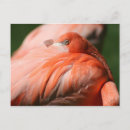 Buscar pluma de pájaro postales Flamingo