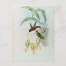 Buscar hummingbird postales Gould