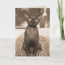 Buscar devon tarjetas Gatos