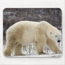 Buscar ursus maritimus Oso