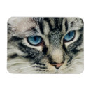 Buscar ojos de gato imanes Amantes de los gatos