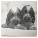 Buscar cocker spaniel azulejos Perro