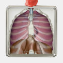 Buscar representación adornos Frente