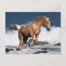 Buscar caballo de salto postales Foto
