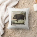 Buscar jabalí cojines Cerdos salvajes