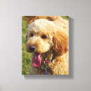 Buscar goldendoodle arte Perro