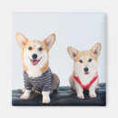 Buscar corgis imanes Perrito