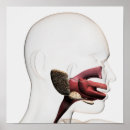 Buscar boca humana posters Medicina