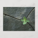 Buscar planta de aire postales Plantas