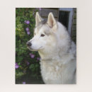 Buscar husky siberiano puzzles Naturaleza