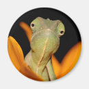 Buscar lagarto imanes Camaleón