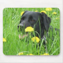Buscar labrador retriever alfombrillas de raton Canino
