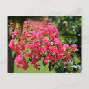 Buscar arbusto postales Rosa