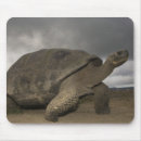 Buscar galápagos alfombrillas de raton Ecuador