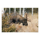 Buscar alzas fotografía Animales