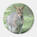 Buscar wallaby Australiano