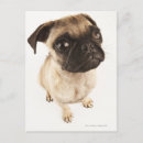 Buscar nariz de perro postales Parte del cuerpo animal