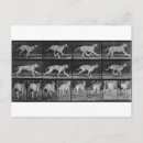 Buscar 707 Eadweard