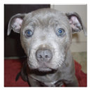 Buscar perrito azul fotografía Perro