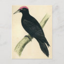 Buscar pájaros negros postales Animales