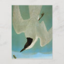 Buscar john james audubon postales Aves de américa