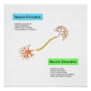 Buscar neurona posters Neurociencia
