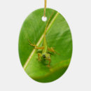 Buscar lagartos adornos Naturaleza